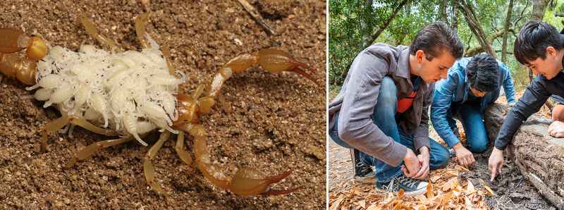 Scoperte due nuove specie di scorpioni in California